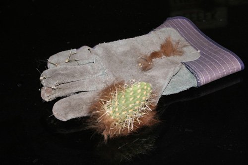 cactus-glove