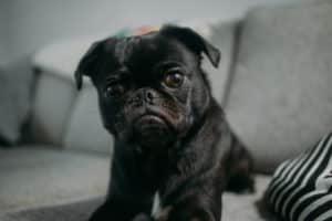 Photo image of a black pug puppy looking confused for a blog post about how to decide where to host your websites.